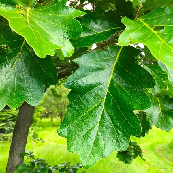 oak tree, gardens, Oak collection