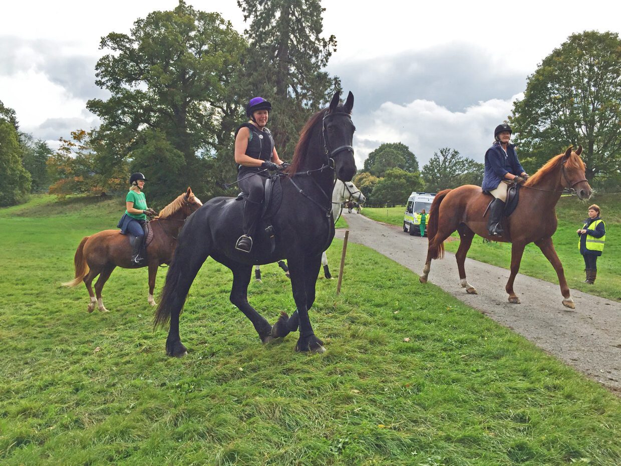 horses, stewards