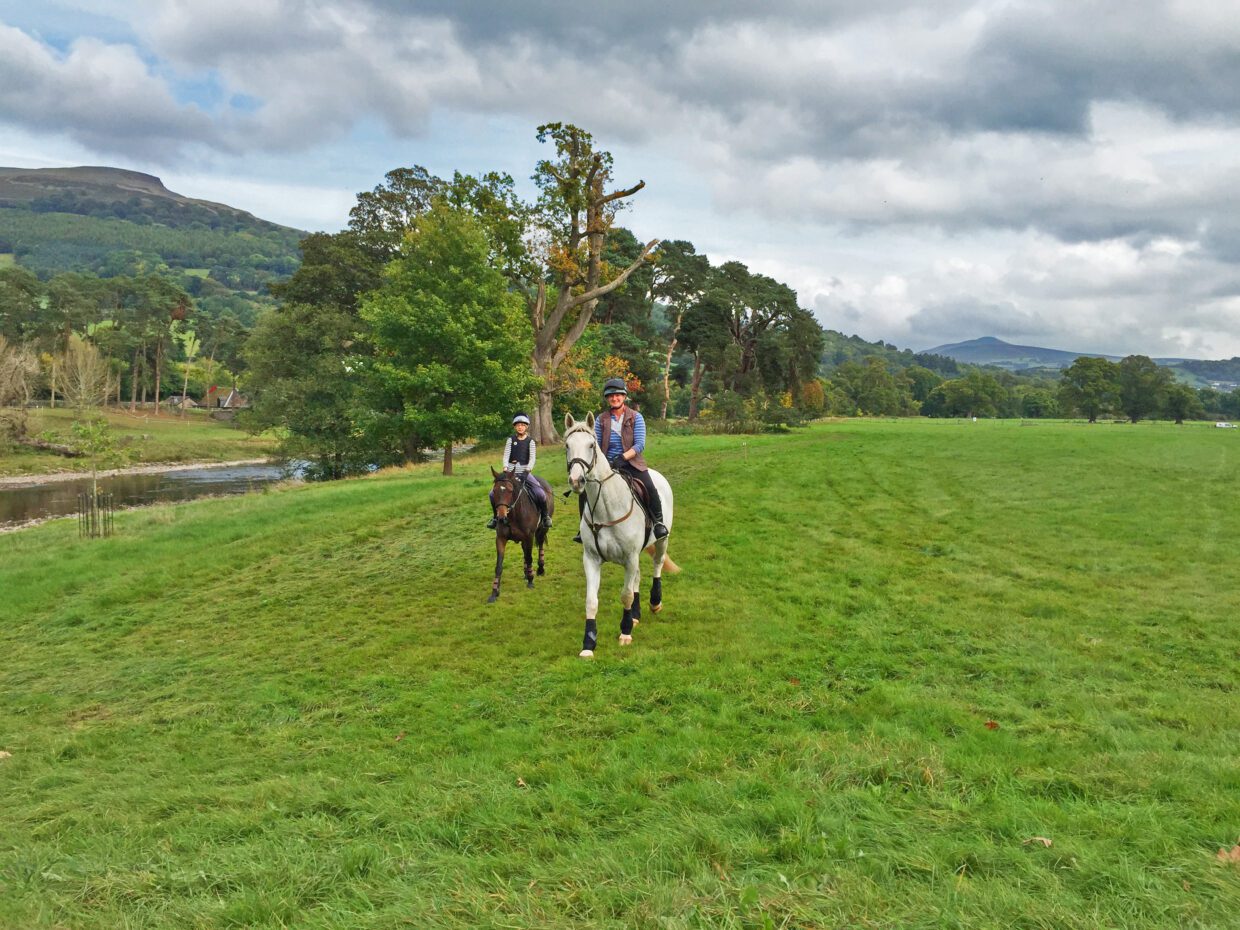 happy horses