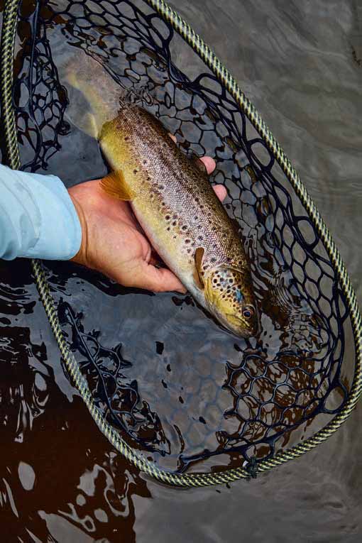 Trout at Glanusk